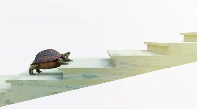 A turtle climbs the stairs